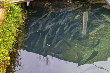 Many trout fish in the river swim on a sunny day in nature. Nature and animal concept. Top view