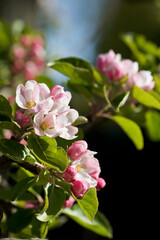 Blossom on an apple tree in spring, United Kingdom
