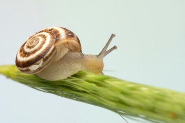 Close up  beautiful Snail in the garden
