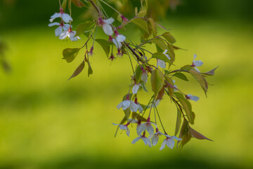 flor