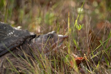 Florida Softshell Turtle