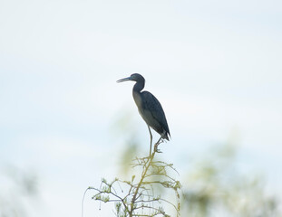 Little Blue Heron