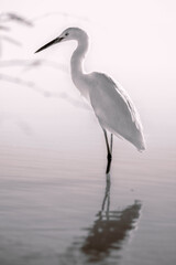 Graceful snowy egret stands peacefully in still water in the wild