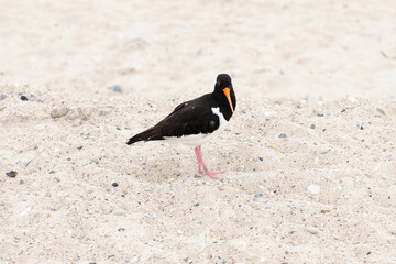Oystercatcher On The Beach Of Helgoland Island Germany On An Overcast Summer Day