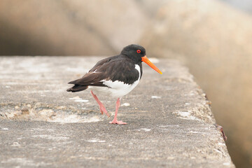 Oystercatcher Swaggering On A Concrete Block On The Beach Of Helgoland Island Germany On An...