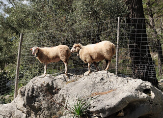 Sheeps Couple Standing On A Rock In Tramuntana Mallorca On A Sunny Winter Day