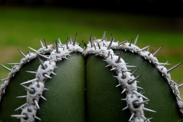 Cactus (Pachycereus marginatus)