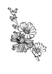 chicory flower 