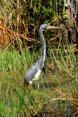 Tricolored Heron Wading Through The Waters Of The Swamps In The Everglades National Park Florida On A Sunny Autumn Day
