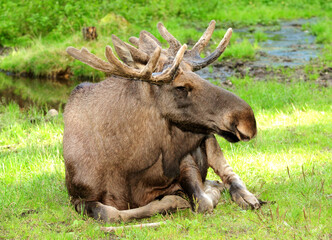 Big Male Elk Resting In A Meadow In Sweden On A Sunny Summer Day