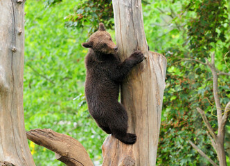 Young Brown Bear Climbing Up A Tree Trunk In Sweden On A Cloudy Summer Day