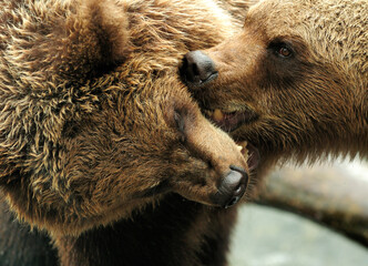 Close Up Of Two Wrestling Big Brown Bears In Sweden On A Cloudy Summer Day