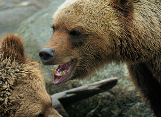 Close Up Of Two Wrestling Big Brown Bears In Sweden On A Cloudy Summer Day