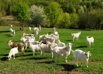 Grazing Goat Herd In A Meadow In Hesse Germany On A Sunny Spring Day