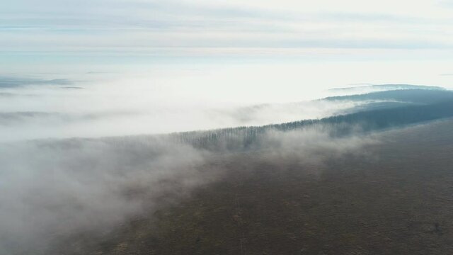 Flying over the forest, shrouded in a thick haze