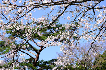 満開の桜と松の木の風景