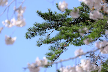桜の中にある松の木