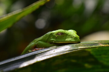 red eyed treefrog