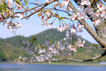 満開の桜が咲いた藺牟田池