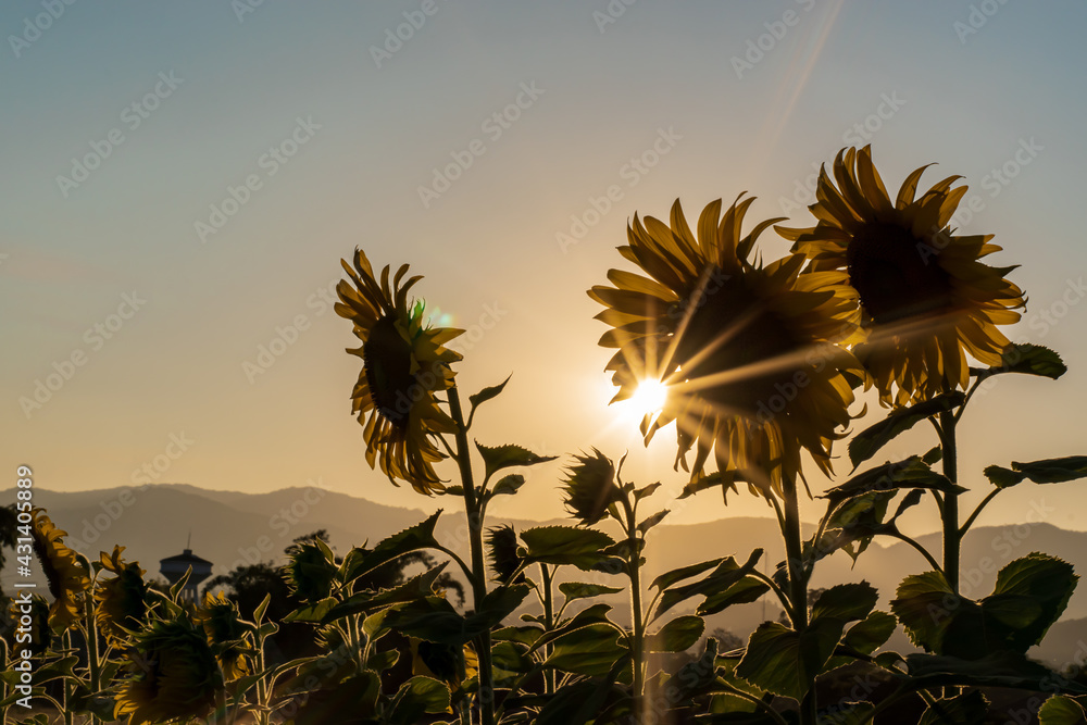 Wall mural field blooming sunflowers on a sunset background. silhouette of sunflower field landscape.