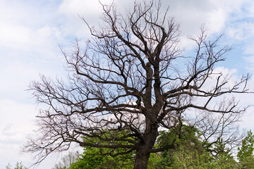 Spring came, and the tree dried up. Ebony in spring without a single leaf.