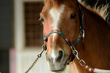 馬