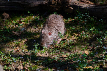 Nutria ( Coypu)rodent water animal eats grass