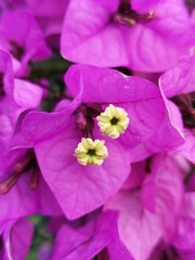 fiore