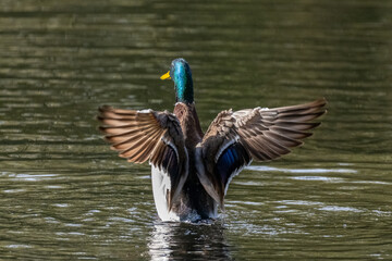 Mallard Duck (Anas platyrhynchos) flapping wings