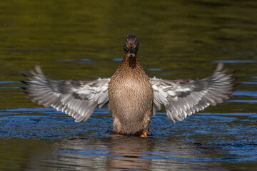 Mallard Duck (Anas platyrhynchos) flapping wings