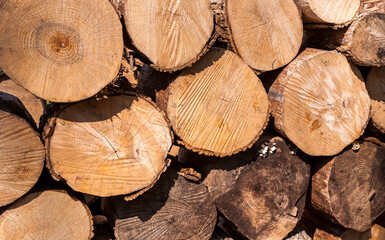Naklejka premium Cut and stacked timber logs being aged in the sun for processing in Warren County, Pennsylvania, USA