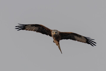 Red kite (Milvus milvus) bird of prey