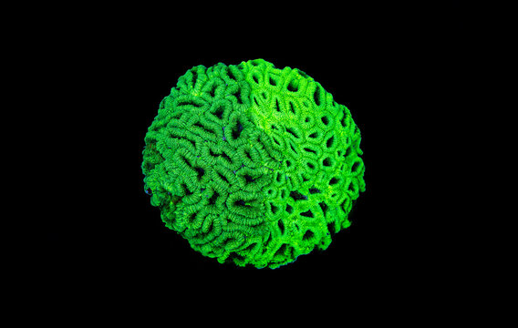 Favites double green colored LPS coral colonies isolated 