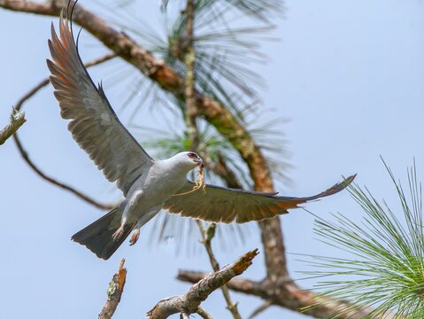 Mississippi kite (Ictinia mississippiensis) flying with brown Cuban anole lizard (Anolis equestris) in its beak and mouth - under neath shot view from above, blue sky pine tree branches background