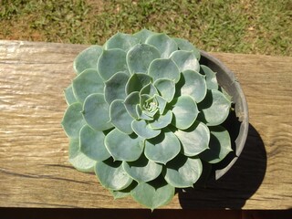 cactus in a pot