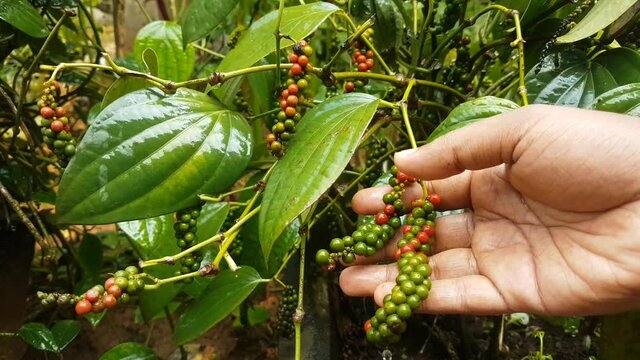 Hand checking newly grown healthy and organic farm fresh young black pepper plant red and green seeds for any damages in a pepper farming plantation of Indian state Kerala. Beautiful close up view.