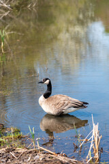 goose reflection in the pond