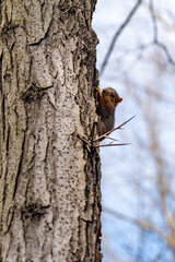 squirrel in tree