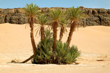 Arid and hot day in an Oasis in the desert of Sahara, near Tata in Morocco.