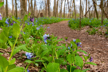 path in the spring time