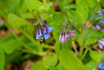 bee on a spring flower