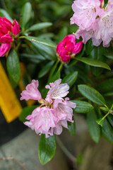 Light pink rhododendron flower landscape