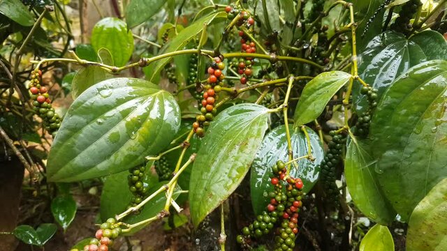 water falling top of isolated black pepper plant in a pepper growing plantation or garden filled with organic fresh bright red and green color seeds and thick leaves. Selective macro closeup side view