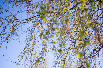 the first birch leaves sprang from the buds on bright spring day