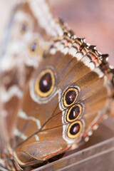 Detail of a butterfly with close wings. Wildlife in Costa Rica