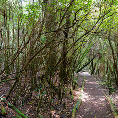Path in tropical forest in the National Reserve of Poas Volcano in Costa Rica