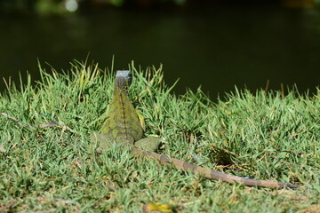 Iguana