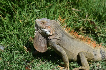 Iguana