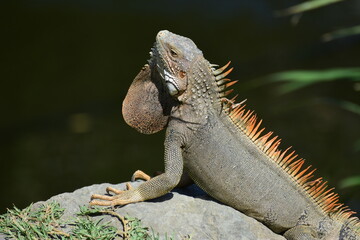 Iguana