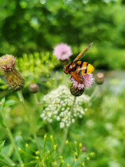 Bee on a flower
